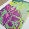 morgane sachetat dessin original œuvre oeuvre originale feutre coleus coléus fleur plante